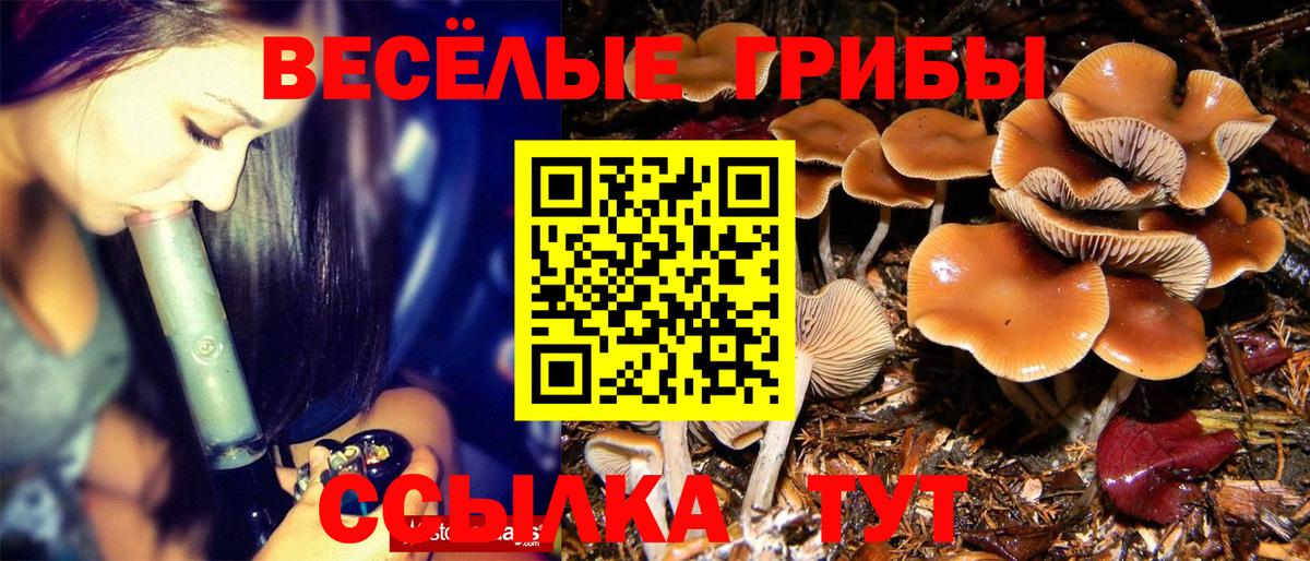 Галлюциногенные грибы Cubensis  Вход с VPN  Псилоцибиновые грибы Cubensis  Узловая 